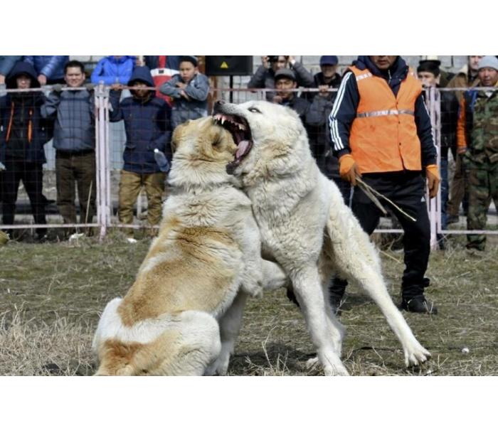 azer-garaev-sobachi-ili-petushinye-boi-eto-igra-kotoraya-ne-podkhodit-azerbaydzhanskomu-obshchestvu