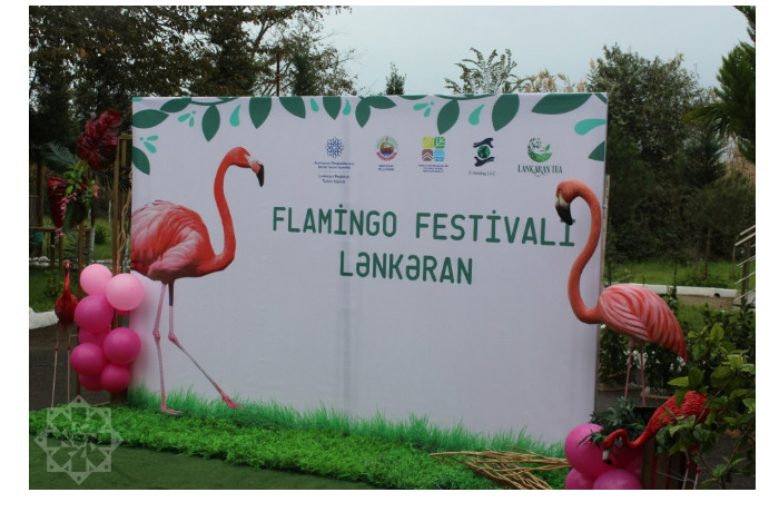 v-gyzylagadzhskom-natsionalnom-parke-startoval-festival-flamingo