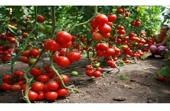 u-pomidorov-obnaruzhena-parallelnaya-vselennaya