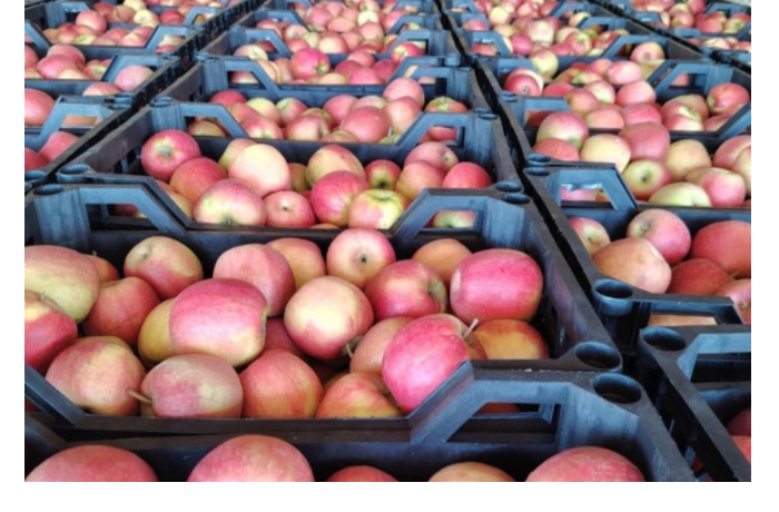partiya-yablok-vesom-1634-tonny-dlya-eksporta-v-turtsiyu-ne-proshla-kontrol-kachestva