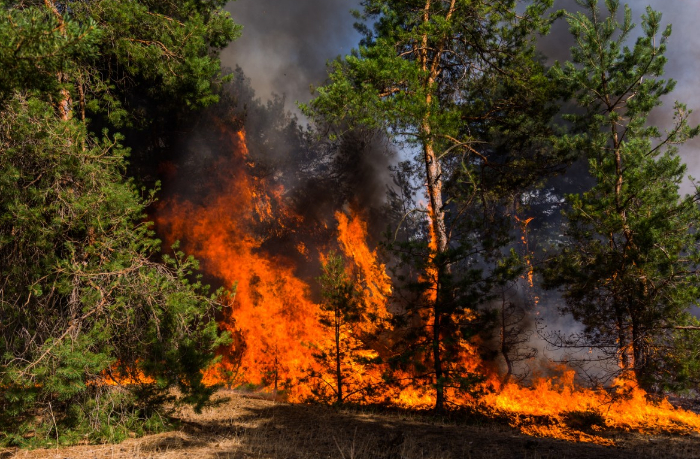 pozhar-v-irane-gorit-les-vnesennyy-v-spisok-vsemirnogo-naslediya-yunesko