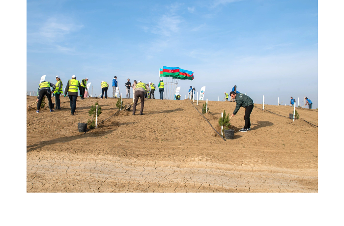 socar-midstream-provela-aktsiyu-po-posadke-derevev