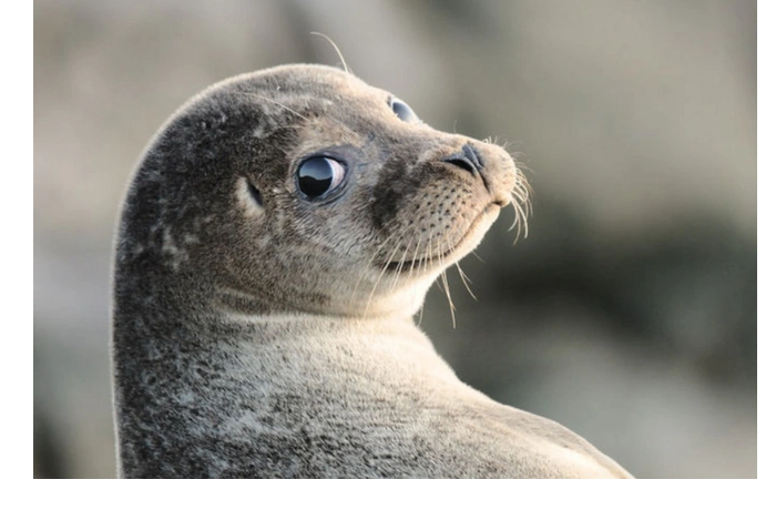 v-kazakhstane-na-beregu-kaspiyskogo-morya-ekologi-nashli-112-pogibshikh-tyuleney