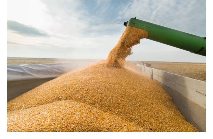 nachalis-postavki-kazakhstanskoy-pshenitsy-v-armeniyu-cherez-azerbaydzhan