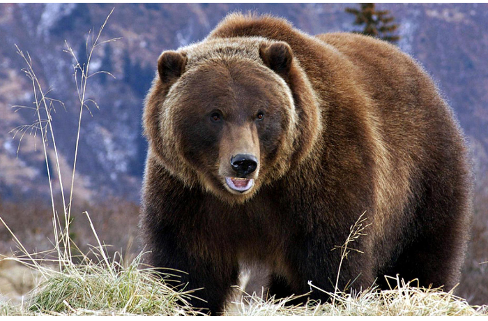 yaponiya-obyavila-voynu-medvedyam