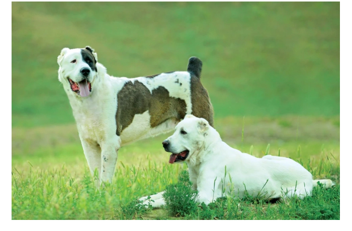 yunesko-priznal-razvedenie-alabaev-nematerialnym-kulturnym-naslediem