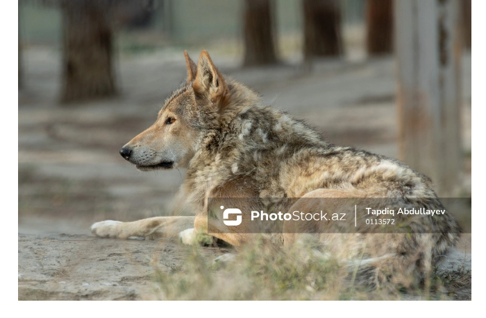 v-indii-volki-utashchili-iz-doma-pyatiletnego-malchika-i-mladentsa