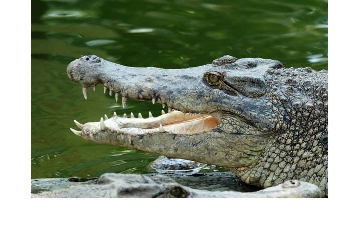 v-indonezii-krokodil-utashchil-10-letnego-rebenka-telo-do-sikh-por-ne-naydeno