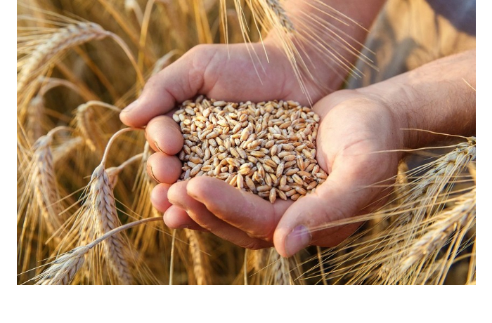 import-pshenitsy-v-azerbaydzhan-uvelichilsya-bolee-chem-na-55