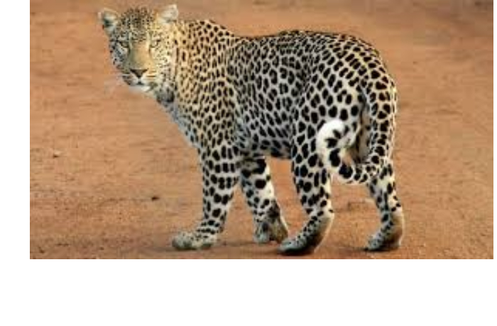 trekhletney-devochke-udalos-chudom-vyzhit-posle-napadeniya-leoparda