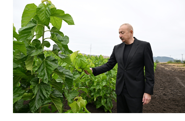 prezident-ilkham-aliev-oznakomilsya-s-rabotoy-prodelannoy-v-tutovom-sadu-v-sele-dashbulag-khodzhalinskogo-rayona-foto