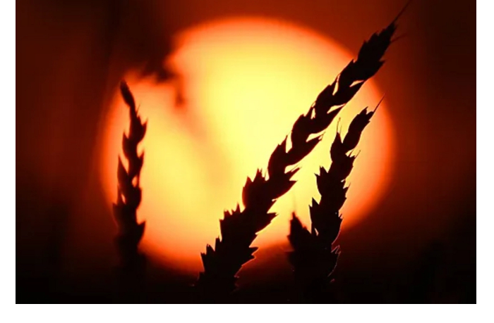 dva-desyatka-stran-otkazalis-ot-rossiyskoy-pshenitsy