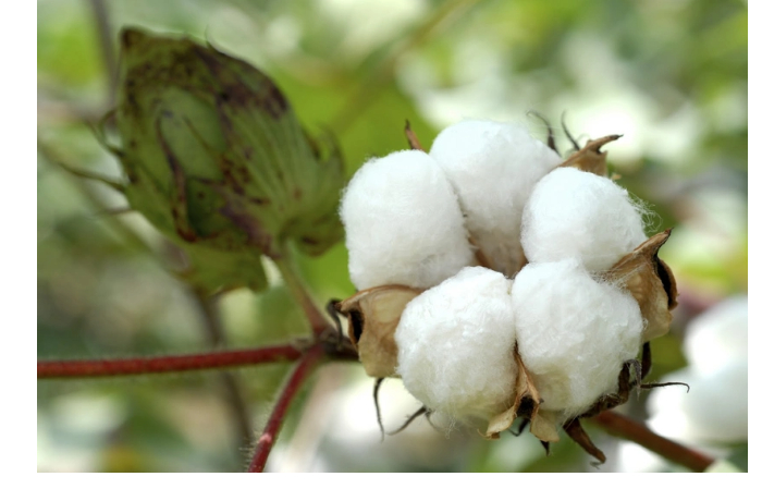 v-azerbaydzhane-proizvodstvo-khlopkovogo-volokna-uvelichilos-na-34