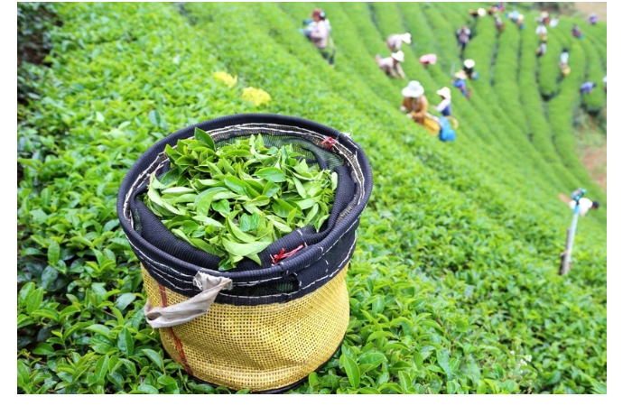 gruziya-vtroe-uvelichila-raskhody-na-import-chaya-iz-azerbaydzhana