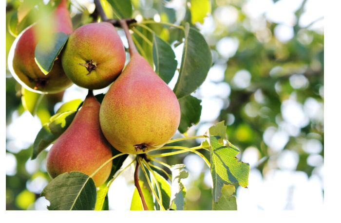 kozhura-grushi-mozhet-snizhat-vospalenie-v-kishechnike-vyyasnili-uchenye