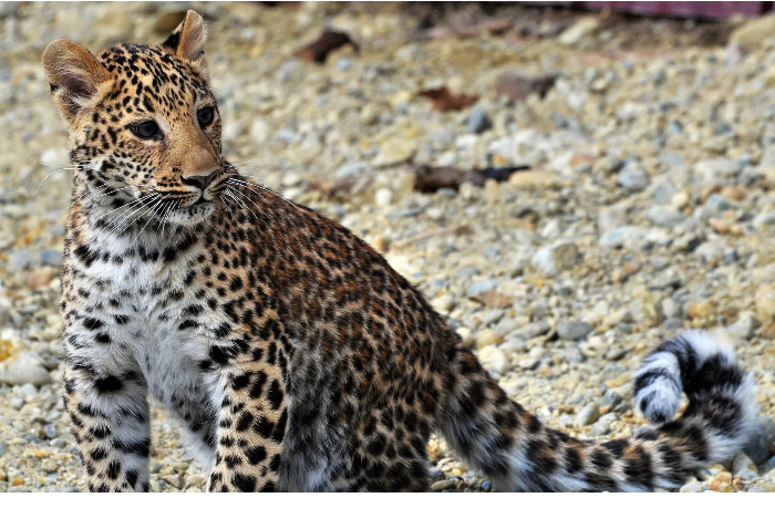 v-zangezurskom-natsparke-yezhegodno-fiksiruyut-novorozhdennykh-detenyshey-leoparda