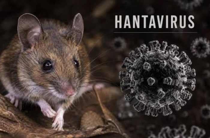 khantavirus-andes-mozhet-rasprostranitsya-po-vsemu-miru