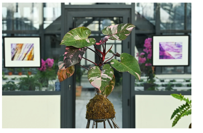 v-botanicheskom-sadu-baku-prokhodit-kontseptualnaya-vystavka-zemlya