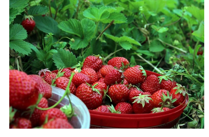 soglasno-raschetam-report-na-osnove-dannykh