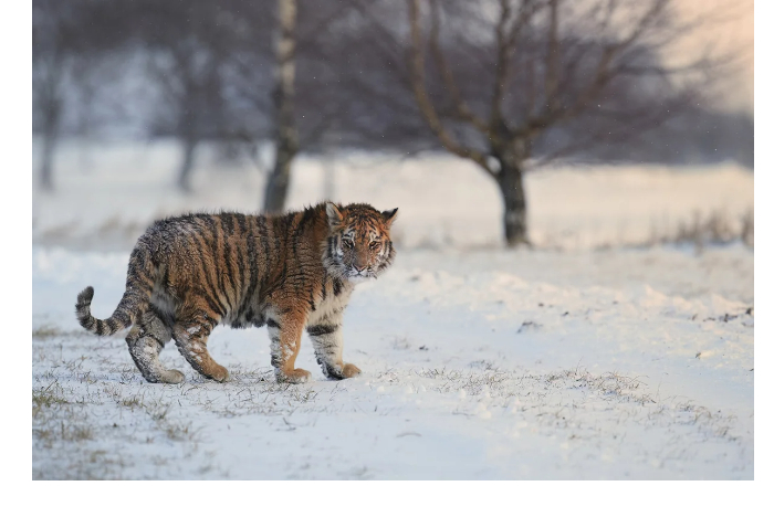 politsiya-i-okhotnadzor-primorya-vedut-poiski-tigra-ubiytsy