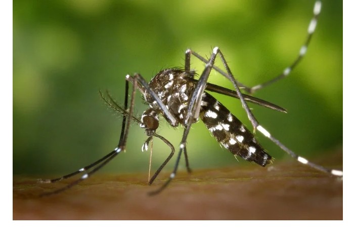 minzdrav-armenii-zaregistrirovan-pervyy-sluchay-zarazheniya-likhoradki-chikungunya