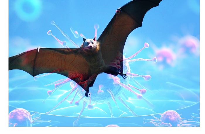 letuchie-myshi-opyat-stali-smertelnoy-ugrozoy-aziya-vstrevozhena-virusom-nipakh