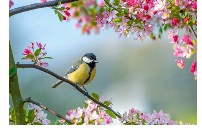 kogda-v-azerbaydzhane-nastupit-vesna