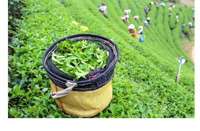 azerbaydzhan-uvelichil-eksport-chaya-i-sokratil-import