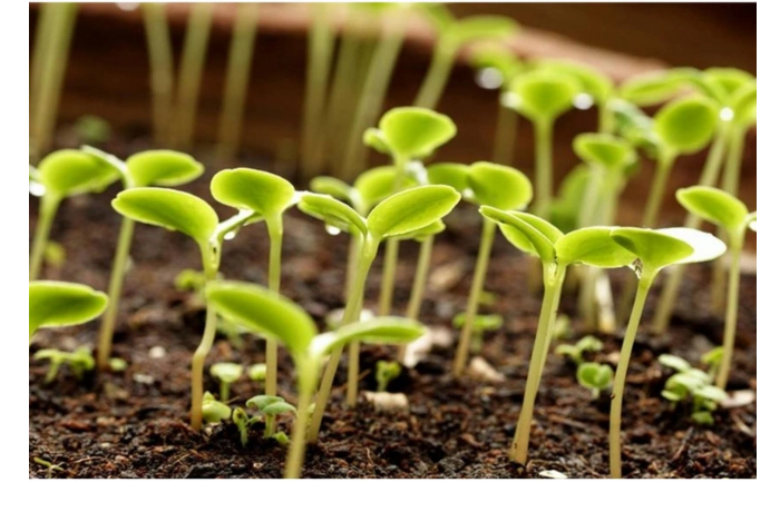 azerbaydzhan-uvelichil-raskhody-na-import-semyan-dyni-iz-turtsii-v-4-raza