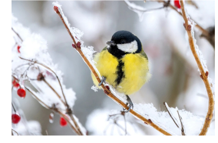 ptitsy-i-park-uchenye-uznali-kak-podnyat-svoe-nastroenie
