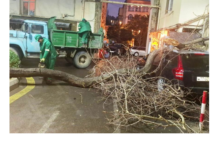 za-dva-dnya-silnyy-veter-povalil-okolo-80-derevev-v-baku