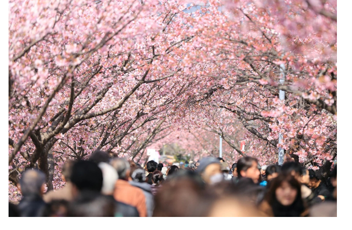 v-yaponii-otmenili-festival-sakury-iz-za-naplyva-i-povedeniya-turistov