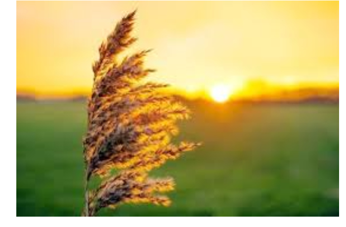 segodnya-v-azerbaydzhane-otmechaetsya-yel-chershenbesi