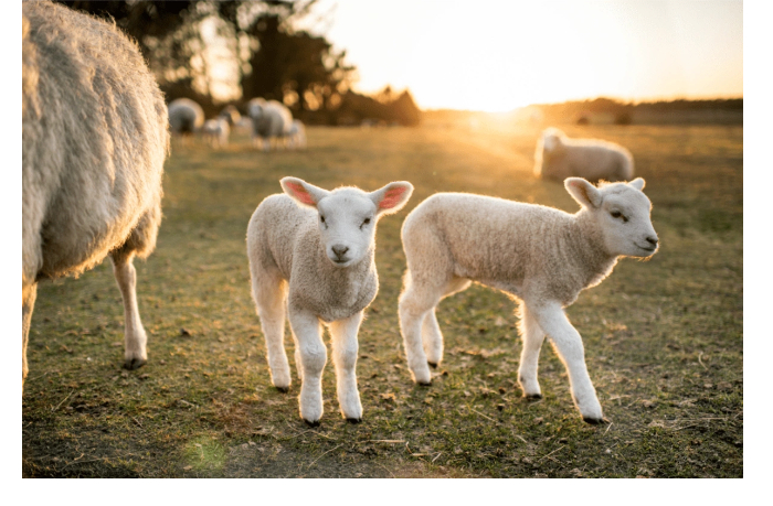 v-azerbaydzhane-predlozheno-sozdat-chernyy-spisok-kakoe-myaso-khotyat-zapretit