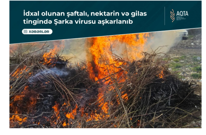 v-azerbaydzhane-vyyavili-opasnyy-virus-v-sazhentsakh-iz-turtsii