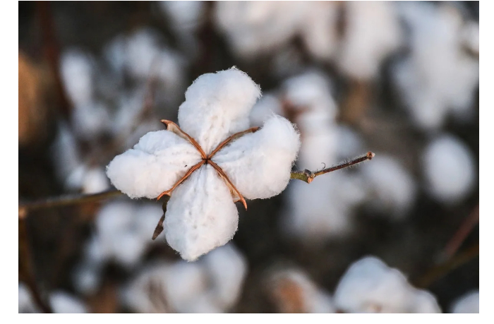 azerbaydzhan-uvelichil-dokhody-ot-eksporta-khlopka-na-445