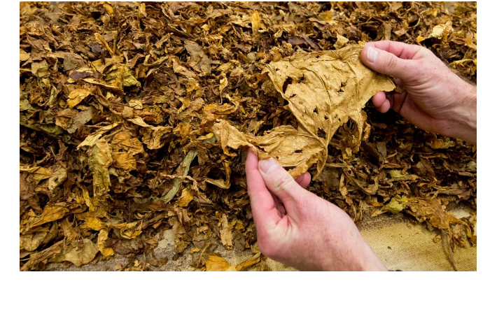 azerbaydzhan-uvelichil-dokhody-ot-eksporta-tabaka-pochti-na-57