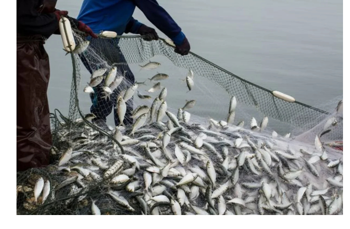 v-azerbaydzhane-s-1-aprelya-zapreshchaetsya-promyshlennyy-vylov-ryby-vo-vnutrennikh-vodoemakh