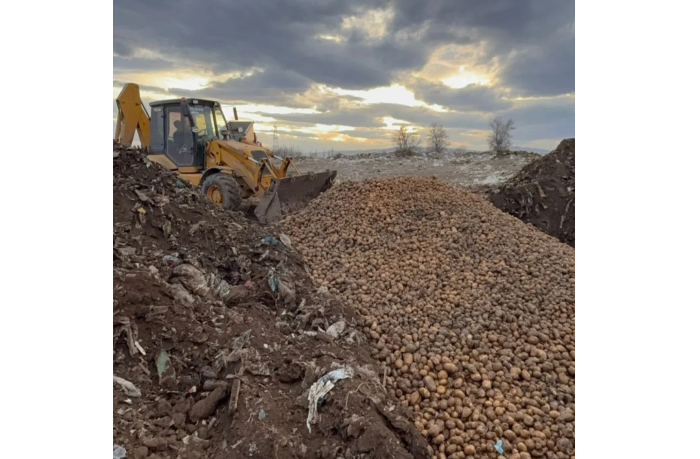 apba-unichtozheno-bolee-73-tonn-semennogo-kartofelya-vvezennogo-iz-gruzii-i-turtsii