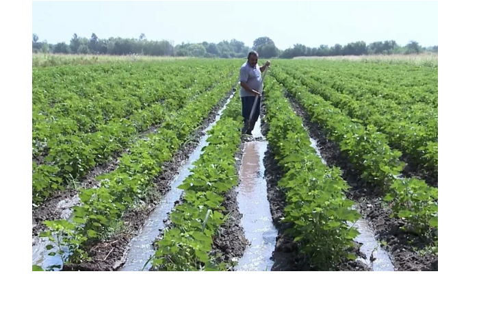 silnye-dozhdi-v-azerbaydzhane-nanesli-ushcherb-okolo-2100-gektaram-posevnykh-ploshchadey