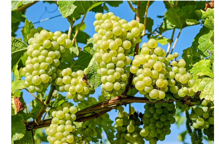 braziliya-poluchila-razreshenie-na-postavki-v-azerbaydzhan-novoy-agrarnoy-produktsii