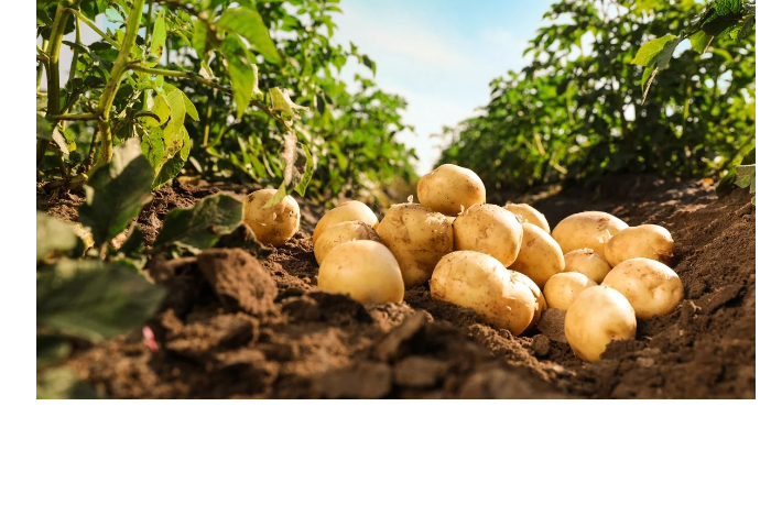 azerbaydzhan-uvelichil-vyruchku-ot-eksporta-kartofelya-v-17-raza