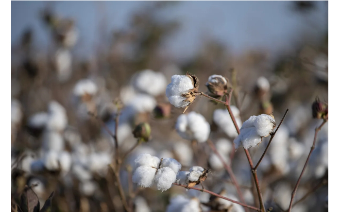 v-azerbaydzhane-v-2025-godu-khlopkovodam-predostavleny-strakhovye-vyplaty-na-1-mln-manatov