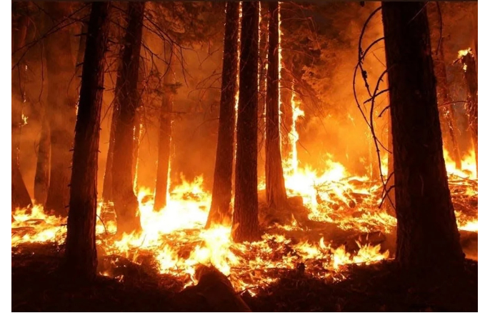 masshtabnyy-pozhar-na-yuge-ssha-desyatki-domov-unichtozheny-tysyacha-pod-ugrozoy