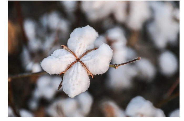 azerbaydzhan-uvelichil-dokhody-ot-eksporta-khlopkovogo-volokna-na-44
