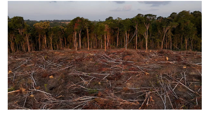 v-mire-sokratilis-masshtaby-unichtozheniya-tropicheskikh-lesov