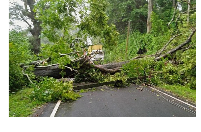 v-baku-upalo-derevo-doroga-perekryta