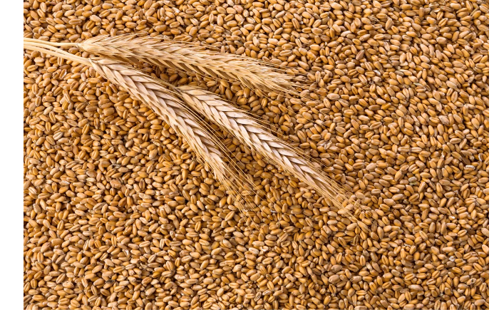 azerbaydzhan-sushchestvenno-uvelichil-zakupki-pshenitsy-iz-rossii