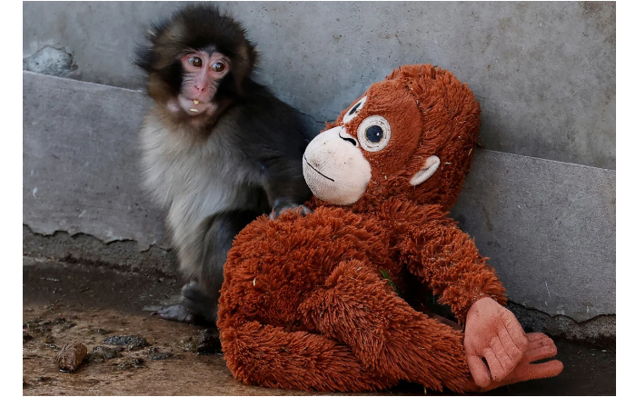 makaka-sirota-panch-uvelichil-trafik-zooparka-yaponii-v-neskolko-raz-video