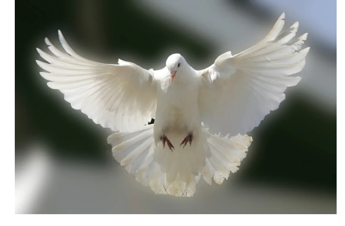 stareyshiy-v-mire-golub-umer-v-44-goda-foto